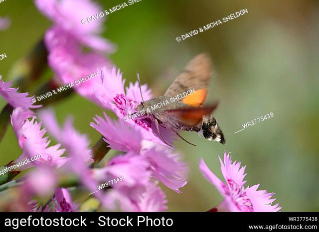 Hummingbird Hawk-moth (Macroglossum stellatarum) on a flower