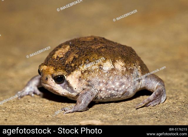 Bushveld Rainfrog, Hidden Valley, KwaZulu-Natal, South Africa (Breviceps adspersus)