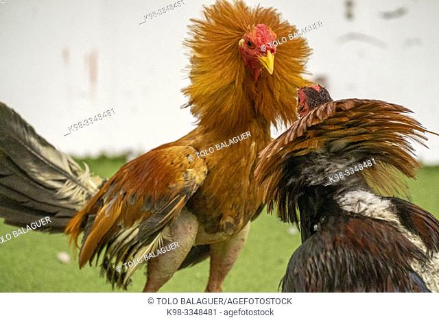 Figting cocks, Mallorca, balearic islands, Spain