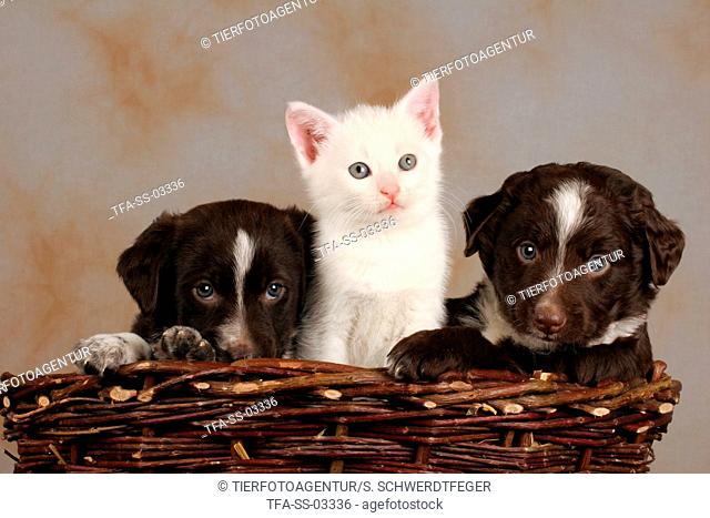 puppies and kitten in basket