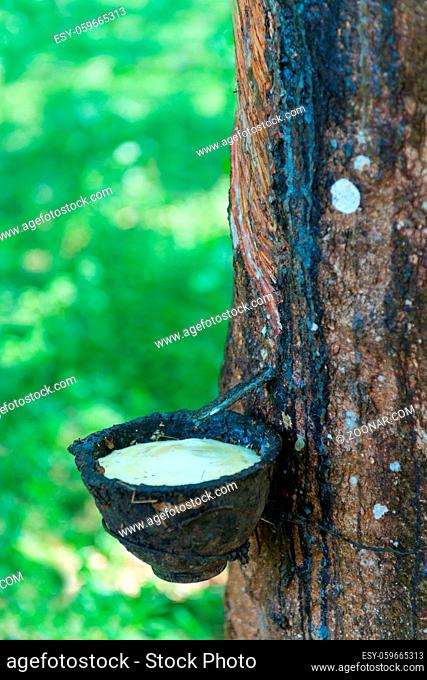 Natural rubber collecting from gashed rubber tree to harvesting bowl with green forest on background