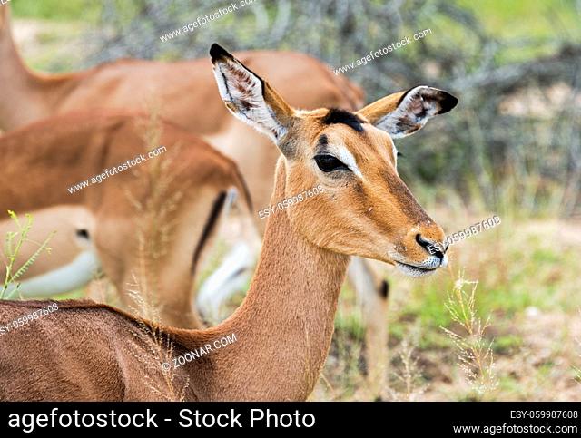 female impala kruger national park south africa