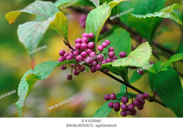Japanese beautyberry Callicarpa japonica, fruits