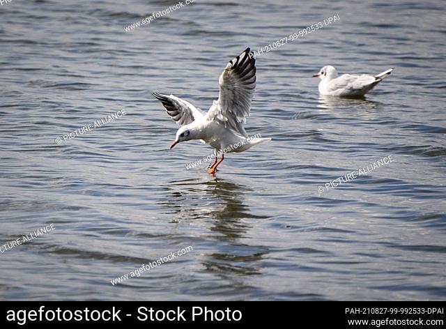 24 August 2021, Brandenburg, Trebbin/Ot Blankensee: A seagull lands in the water of Blankensee, located in the Nuthe-Nieplitz Nature Park