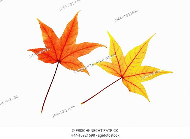 Maple, leaf, leaves, detail, isolated, back light, autumn, autumn color, autumn colors, autumn foliage, colouring, background, foliage, macro, pattern