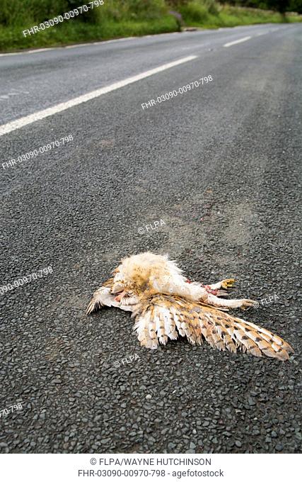 Barn Owl (Tyto alba) dead adult, killed on rural road by passing traffic, Wensleydale, Yorkshire Dales N.P., North Yorkshire, England, August