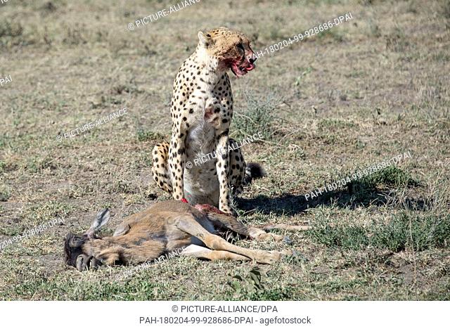 An archive picture, taken on 13 April 2017, shows a cheetah after hunting down an antelope in the Serengeti, Tanzania.- NO WIRE SERVICE - Photo: Gioia...