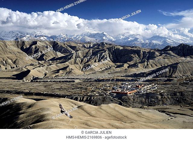 Nepal, Gandaki zone, Upper Mustang (near the border with Tibet), eagle flying above the walled city of Lo Manthang, the historical capital of the Kingdom of Lo