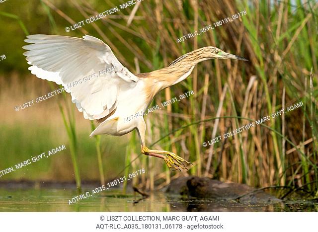 Squacco Heron adult landing in reed bed, Squacco Heron, Ardeola ralloides