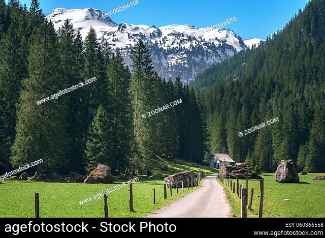 Sunny landscape with a country road toward fir forests and snow-capped mountain peaks, near St Gallen, in Switzerland, in spring