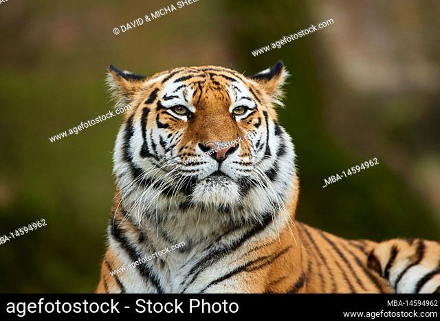 Siberian tiger (Panthera tigris altaica), portrait, captive, Germany