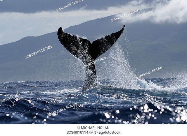 Humpback Whale Megaptera novaeangliae Tail-lobbing, Auau Channel, Hawaii, North America