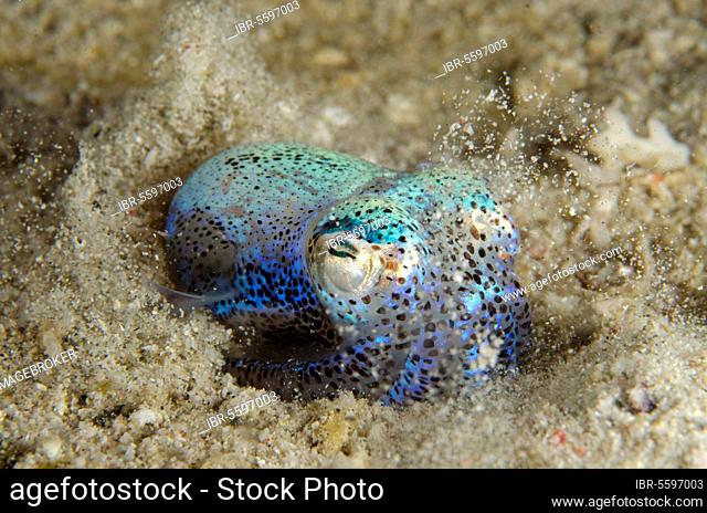 Hummingbird bobtail squids (Euprymna berryi), Other animals, Cephalopods, Animals, Molluscs, Berry's Bobtail Squid adult, burying in sand, Padar Island