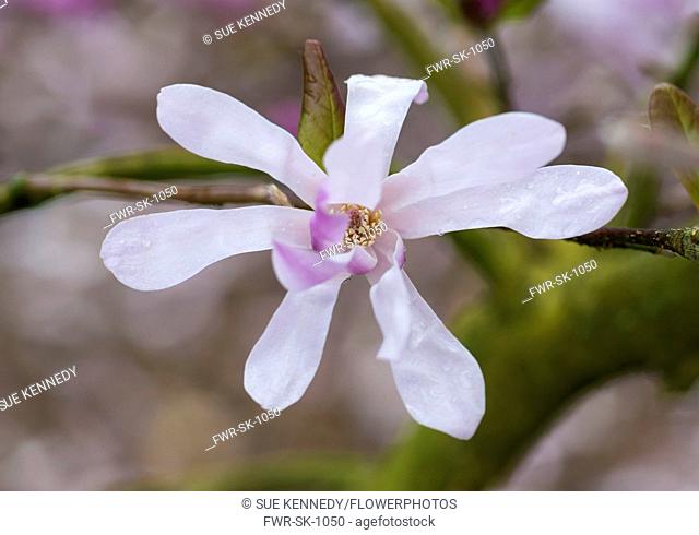Magnolia, Magnolia 'Leonard Messel', Magnolia x loebneri 'Leonard Messel', Pastel pink flowers growing outdoor on the tree