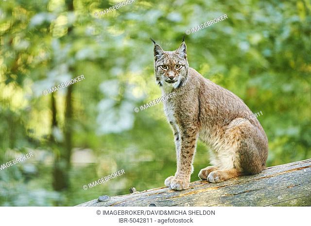 Eurasian lynx (Lynx lynx), sitting on a fallen tree, captive, Bavaria, Germany, Europe