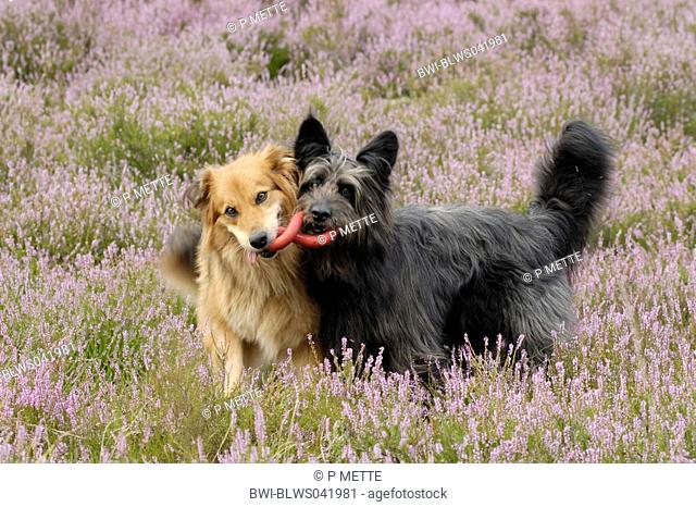 mixed breed dog Canis lupus f. familiaris, two dogs playing with a ring