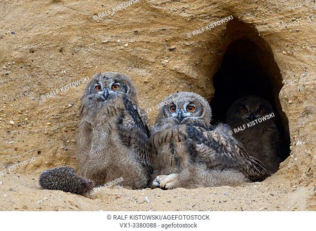 Eurasian Eagle Owls / Europaeische Uhus ( Bubo bubo ), young, sitting at the entrance of their nest burrow, relaxed, funny, wildlife, Europe