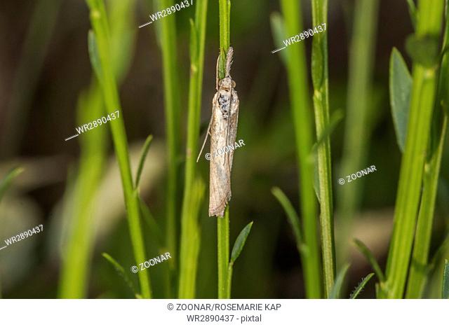 Grass moth (Agriphila tristella)