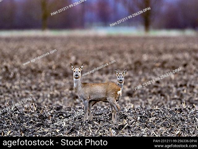 11 December 2023, Brandenburg, Genschmar: Two deer stand one behind the other in a field in the Oderbruch in East Brandenburg