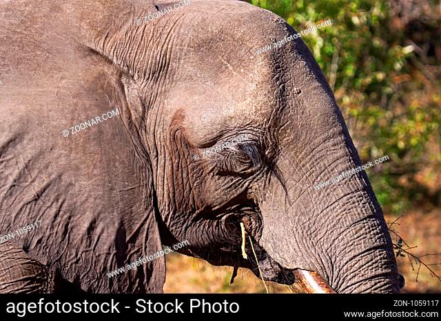 Kopf eines afrikanischen Elefanten, Loxodonta africana, Botswana