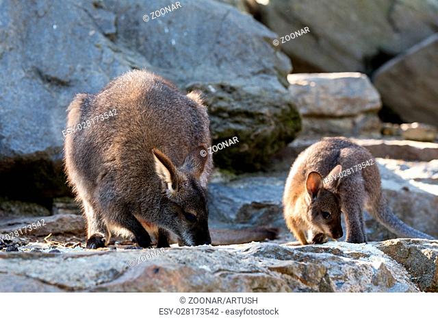 Closeup of a Red-necked Wallaby baby with mother