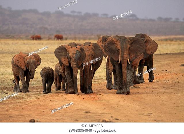 African elephant (Loxodonta africana), herd of elephants after a mud bath, Kenya, Tsavo East National Park