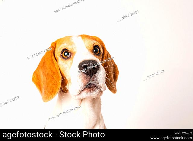 Dog headshoot isolated against white background. Beagle dog closeup