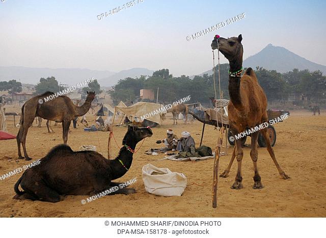 Camels and villagers in Pushkar fair ; Pushkar ; Rajasthan ; India