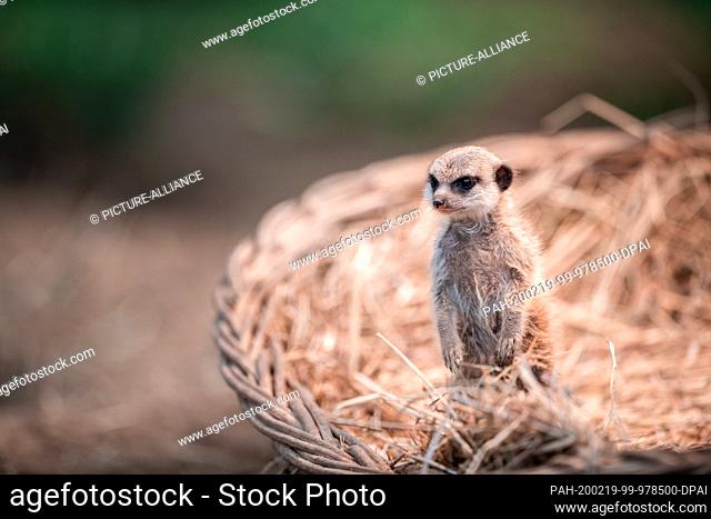 19 February 2020, North Rhine-Westphalia, Cologne: A young meerkat sits in a basket under a heat lamp in the Cologne Zoo