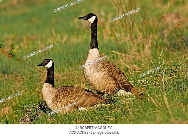 Two adult Canada Geese foraging in a green grassy meadow