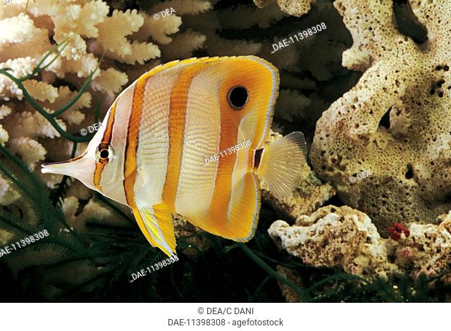 Zoology - Aquarium fishes - Perciformes - Copperband Butterflyfish (Chelmon rostratus) swimming in sea
