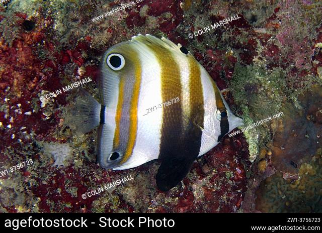 Orange-banded Coralfish (Coradion chrysozonus), Napolean Reef dive site, Pemuteran, Bali, Indonesia
