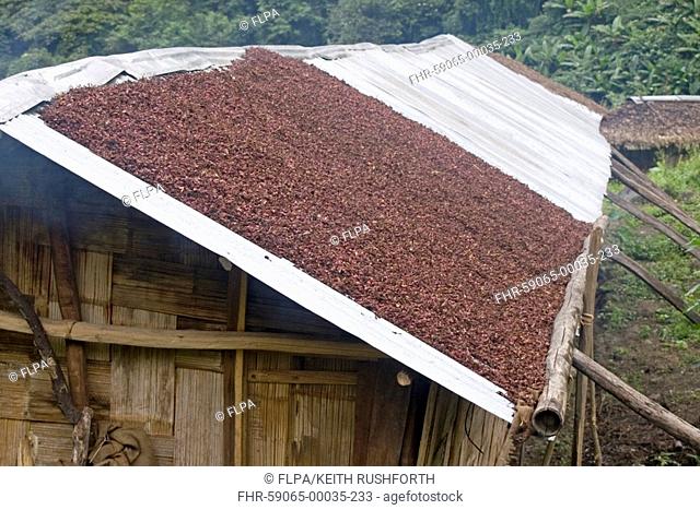 Red Chilli Capsicum drying on roof in village, Delei Valley, Mishmi Hills, Arunachal Pradesh, Northeast India