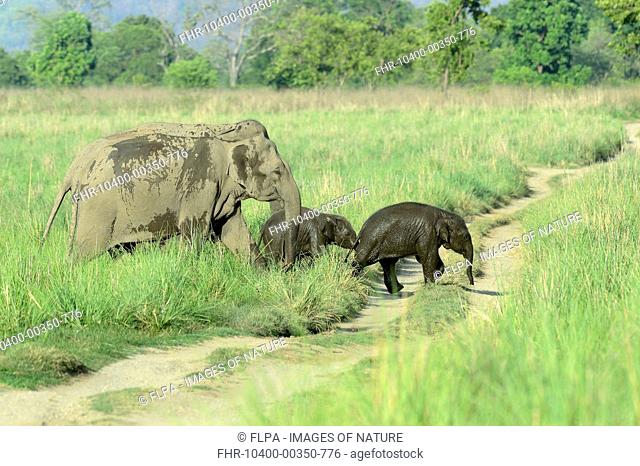 Asian Elephant (Elephas maximus indicus) two adult females and calves, walking across track in grassland, Jim Corbett N.P., Uttarkhand, India, May
