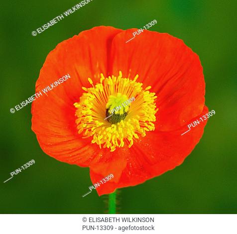 Bright close-up of red icelandic poppy showing yellow stamens