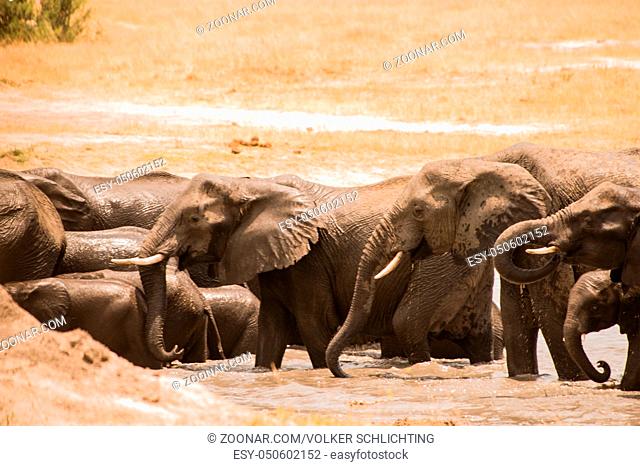 Elefanten in der Savanne vom in Simbabwe, Südafrika Elephants in the savanna of in Zimbabwe, South Africa