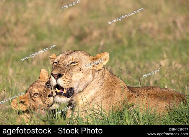 Africa, East Africa, Kenya, Masai Mara National Reserve, National Park, Babies lion (Panthera leo), in savannah, playing with the mother