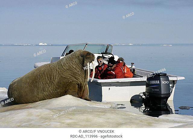 Atlantic Walrus on ice floe and tourists in boat Baffin Island Nunavut Territory Canada Odobenus rosmarus
