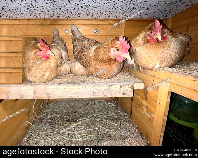 Chickens are egg-laying useful pets. Chickens are egg-laying useful pets