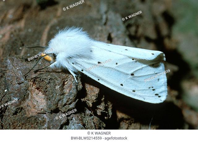 white ermine moth Spilosoma lubricipeda, Spilosoma menthastri, on stone, Germany