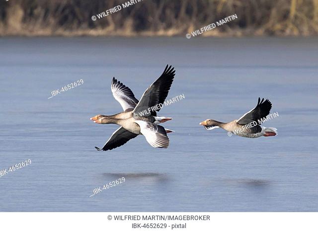 Three Greylag geese (Anser anser), flying over water, Hesse, Germany
