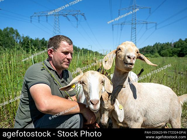 23 June 2022, Saxony, Borna: Christian Koschnicke from the Borna-Birkenhain Ecological Station looks after the Boer goats in a pasture under high-voltage power...