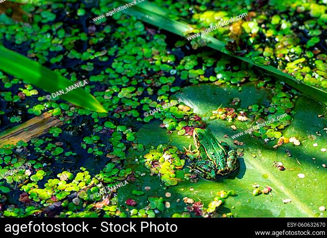 A green edible frog, Pelophylax kl. esculentus on a water lily leaf. Common European frog, Common water frog or green frog. High quality photo