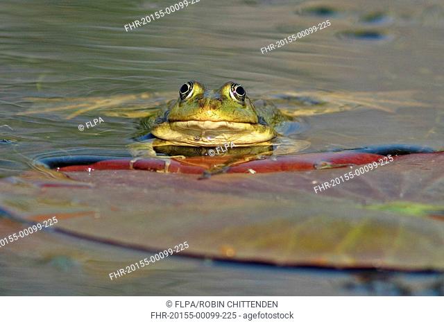 Marsh Frog Rana ridibunda adult, beside waterlily pad at surface of water, Tulcea, Danube Delta, Dobrogea, Romania, may