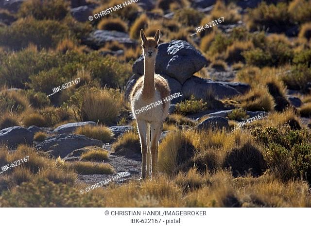 Vicuña (Vicugna vicugna), El Tatio Geyser Field, Región de Antofagasta, Chile, South America