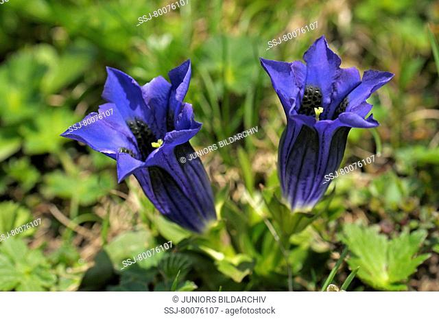 DEU, 2008: Clusius Gentian, Trumpet Gentian (Gentiana clusii), flowering