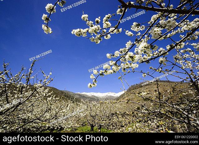 cerezos en flor -Prunus cerasus-, laderas de Piornal, valle del Jerte, Cáceres, Extremadura, Spain, europa