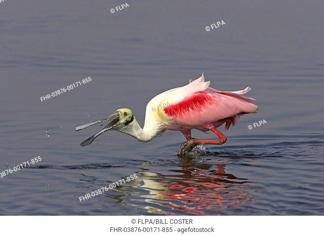 Roseate Spoonbill Ajaia ajaja adult, feeding in shallow water, Merrit Island N W R , Florida, U S A