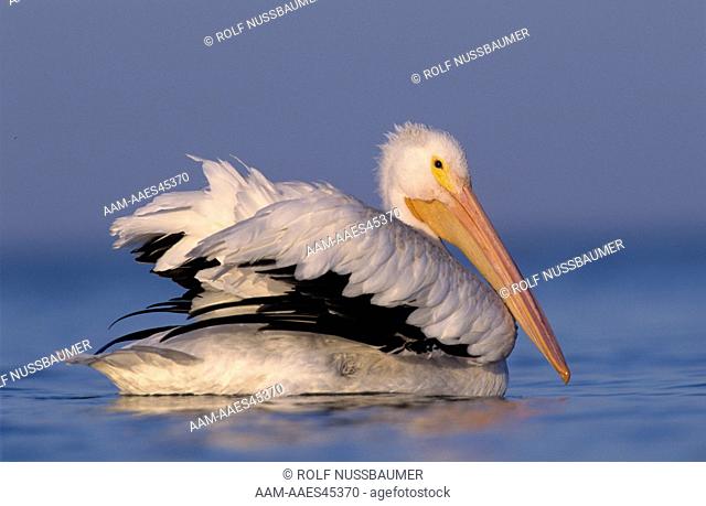 American White Pelican (Pelecanus erythrorhynchos) Adult swimming, Rockport, Texas, USA, December 2003