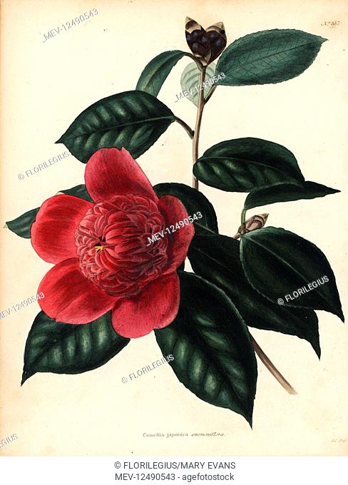 Camellia japonica anemoniflora cultivar. Handcoloured copperplate engraving by George Cooke from Conrad Loddiges' Botanical Cabinet, Hackney, London, 1821